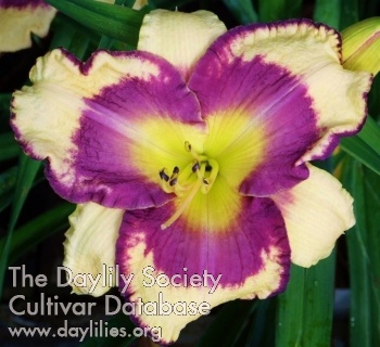 Derby City Bordeau Maiden