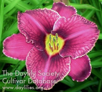 Derby City Sangria Frost AHS image