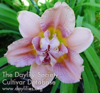 Highview Elfin Dancer AHS image