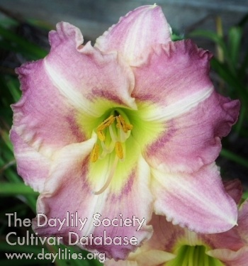 Highview Pastel Charmer AHS image