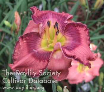 Lilypad Lady