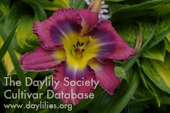 Portage Morpho AHS image