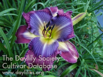 Lindy Star AHS image