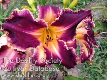 Purple Love AHS image
