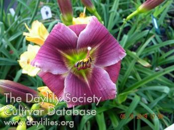 Spring Mist AHS image