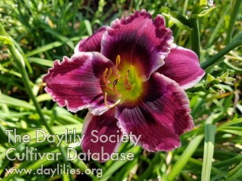 Sicilian Sweetheart AHS image