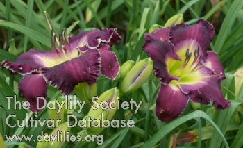 Jean Bargovan AHS image