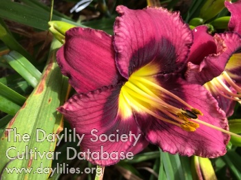 Jilly Bean AHS image