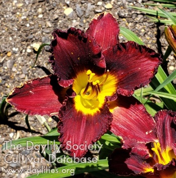 Suburban Bill Martin AHS image