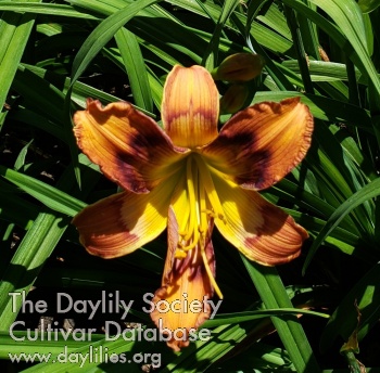 Suburban Dr Wayne AHS image