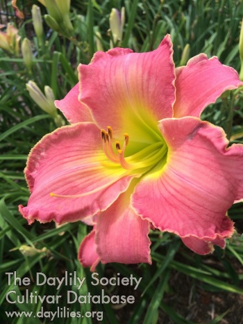 Pink Limelight AHS image