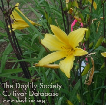 Olallie Brian's Birthday AHS image