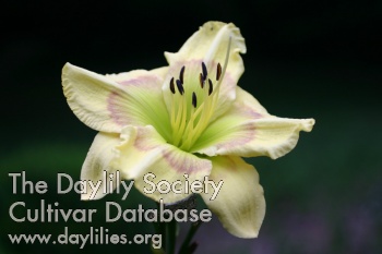 Polite Poly AHS image