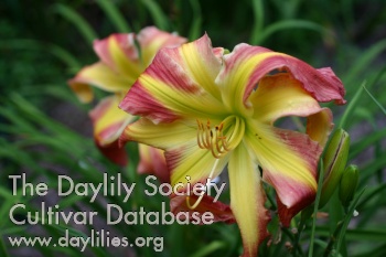Playful Poly AHS image