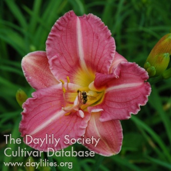 Olallie D Walter Cohen AHS image