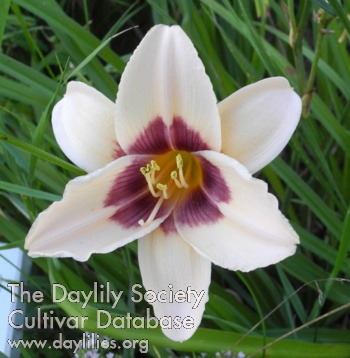 Olallie Dearest Gwen AHS image