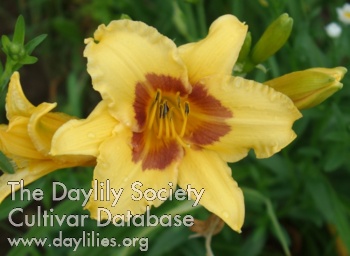 Olallie Dearest Wendy AHS image
