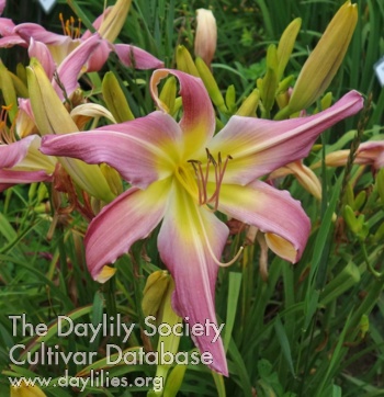 Olallie Dottie AHS image