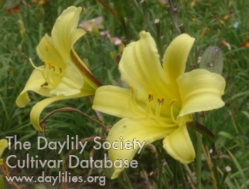Olallie Emily Elizabeth AHS image