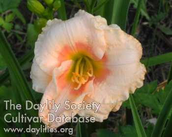 Olallie Emma's Grace AHS image