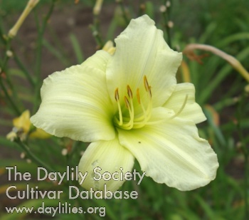 Olallie Golden Cherie Cynthia AHS image