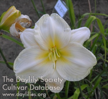 Olallie Mary Warbasse AHS image
