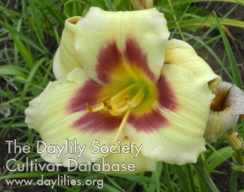 Olallie Sara's Delight AHS image