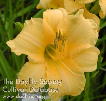 Olallie Whiskey Jim AHS image