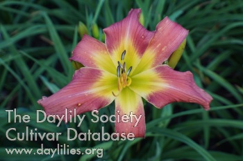 Ross's Deborah Jean AHS image