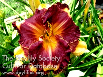 Fran Bracke AHS image