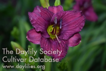 Danielle Malesky AHS image