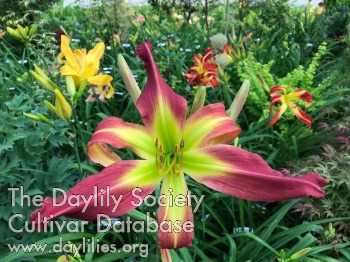Marjorie Harris AHS image