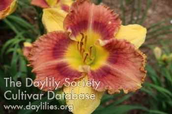 Douglass Oster AHS image