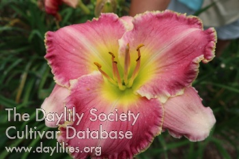 Patty Medsger AHS image