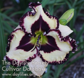 Laurelwood's Eye of the Shadow AHS image