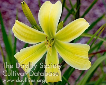 Lily Pad