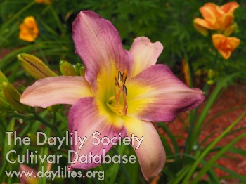 Wild Bill Mercier AHS image