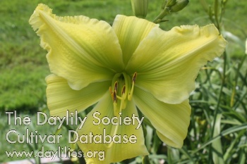 A Danielson Delight