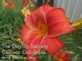 Ridgeville Flaming Embers AHS image