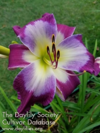 Izzy Purple AHS image