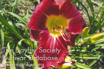 Cherry Master AHS image
