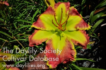 Exotic Ruby AHS image