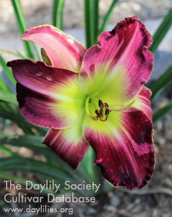 Laurelwood's Block Party AHS image