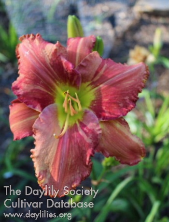 Laurelwood's Wave Canyon AHS image
