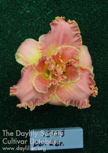 Topguns Pink Pinnacle AHS image