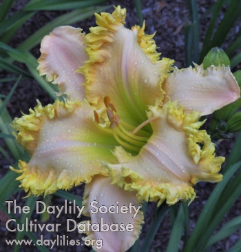 Dents Frileuses AHS image