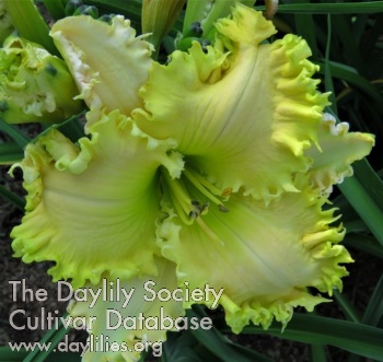 Dragoneau AHS image