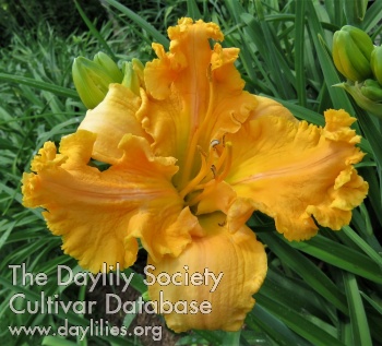 Orpiment AHS image