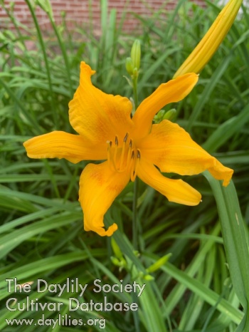 Tangerine Whirlygig