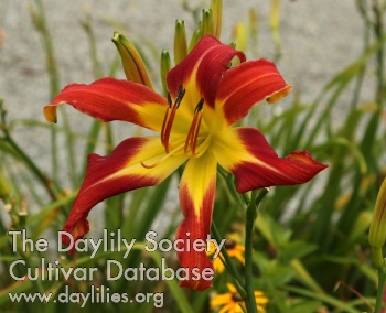 Brookside Crimson Cantata